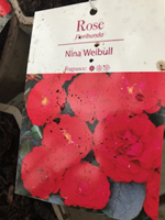 Rose - Nina Weibull